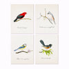 Songbirds Boxed Set, Felix Doolittle