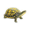 files/box-turtle_74520-SGS-WEBA.jpg