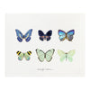 products/Butterfly_Collection.jpg