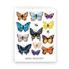 products/Butterfly_merci.webp