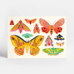 Moth Collection Postcard, Sunny Beast